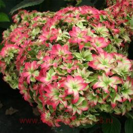   Magical Farfalla ( ) 47