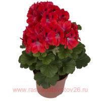   Elegance Coral Sunset 6