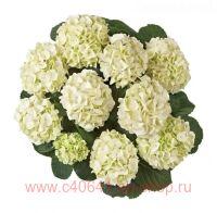   Saxon Kleiner Whinterberg 72