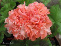 ���������� �������� Powder puff 0