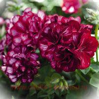 ���������� ������������ Great Balls of Fire Burgundy Blaze 156