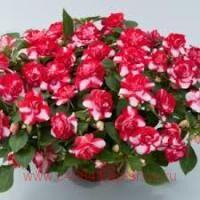  Musica Bicolor Cherry 12