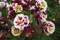  Winky Double Red and White 4