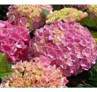   Forever &amp; Ever Pink 29