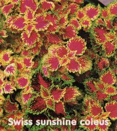 ������ ��������� Swiss Sunshine (����������� ������) 225
