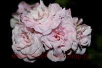 ���������� Lady Gertrude 29