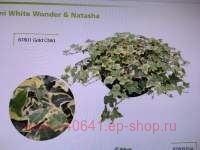  Hedera helix Natasha