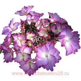   French Cancan Bleu ( ) 169