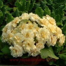 ������� ������ ���� 55