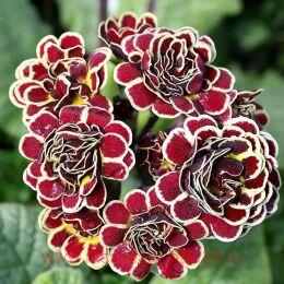  Elizabeth Killelay 45