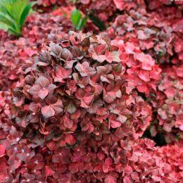   Rebelion Choco Love 15