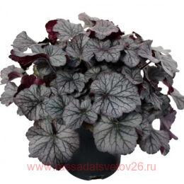  Northern Exposure Silver (  ) 213