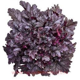  World Caffe Frappe 119