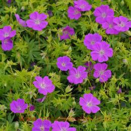 ������ �������-������� New Hampshire Purple 15