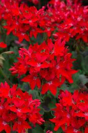   SUMMER TWIST RED 106