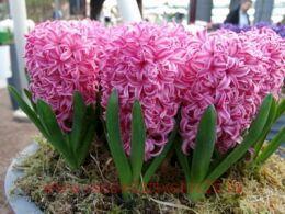  Hyacinthus Fondant 3