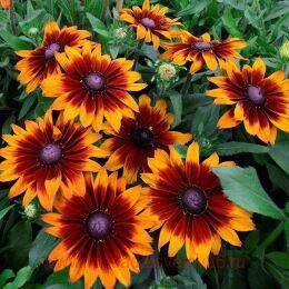 �������� SmileyZ� Happy 1