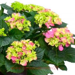   Hi Sweet Sugar'PBR 164