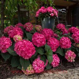  Endless Summer Love 172