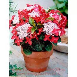 ��������� ������������� ��������� ��� ���� (Strawberry and Cream) 34