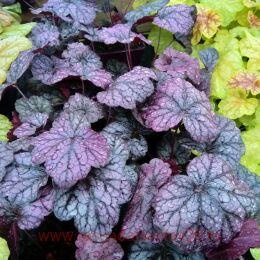   /GRAPE EXPECTATION 227