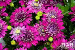  Summertime Double Purple Explosion 61