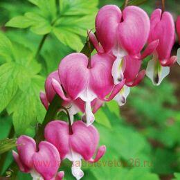 �������� ������������ Valentine 1