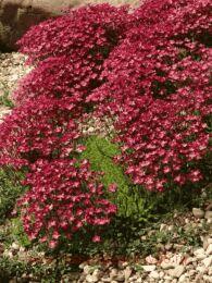 ���������� ������� Ice Colours Pearl Red 17