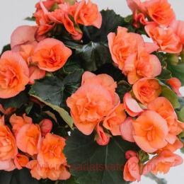 ������� ������� Hailey Peach 26