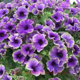  Happy Magic Blue with Green Edge 90