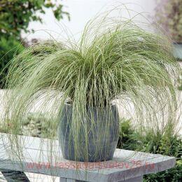   "Frosted Curls' ( ) 73