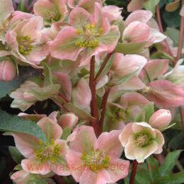  Helleborus Pink Beauty 17