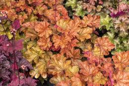  World Caff&#233; Arabica 123