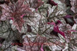  World Caff&#233; Corretto 124