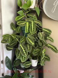 ������� Calathea Lemon Lime 28
