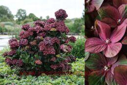   Magical Chocolate 121