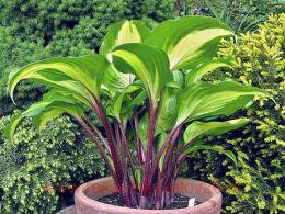  Gooseberry Sunday 127