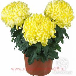   Cosmo Compact Yellow 37