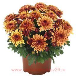   Chrystal Bronze Bicolor 32