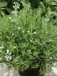 ������ ��������������� SUMMERDREAMS 22