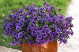   CABARET EARLY DEEP BLUE 10