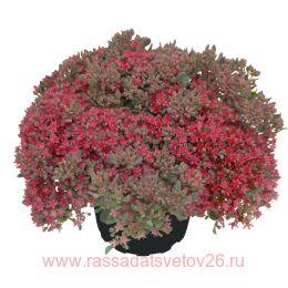  Sedum Rocky 58