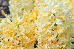  Hyacinthus Yellowstone 7