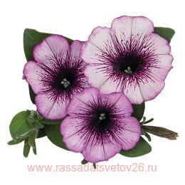 ������� Sweetunia� Raspberry Gem 26