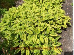   Goldblatt Icterina 7