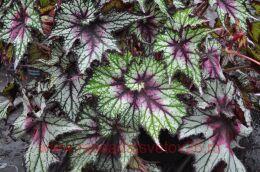  - CURLY CHERRY MINT&#8471; 29