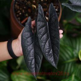 �������� Alocasia Scalprum 5