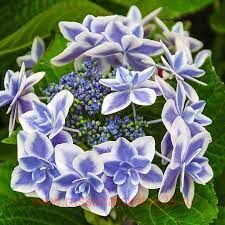   You & Me Star Gazer 149