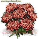   Cosmo Bordeaux Bronze 121