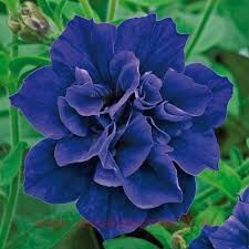  Tumbelina Belinda 123